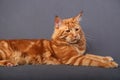 Male red solid maine coon cat lying with beautiful brushes on th