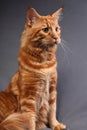 Male red solid maine coon cat sitting with beautiful brushes on