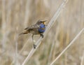 The male red starry Bluethroat singing on a branch cane.