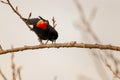 A male Red Winged Black bird perched on a branch