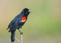 Male red winged black bird (Agelaius phoeniceus) calling from top of branch