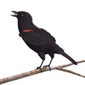 Male Red-winged Blackbird