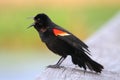 Male Red-winged Blackbird Royalty Free Stock Photo