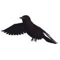 Male Red-winged Blackbird. 3D rendering with