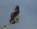 Male Red-winged Blackbird Agelaius phoeniceus calling