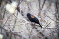 A male red-winged blackbird ` Agelaius phoeniceus ` Royalty Free Stock Photo