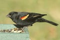 Male Red-winged Blackbird Agelaius phoeniceus Royalty Free Stock Photo