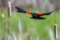 Male Red-winged Blackbird in Flight Royalty Free Stock Photo