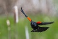 Male Red-winged Blackbird in Flight Royalty Free Stock Photo