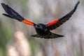 Male Red-winged Blackbird in Flight Royalty Free Stock Photo