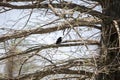 Male Red-Winged Blackbird Royalty Free Stock Photo