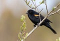 A male red-winged blackbird ` Agelaius phoeniceus ` Royalty Free Stock Photo