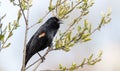 A male red-winged blackbird ` Agelaius phoeniceus ` Royalty Free Stock Photo