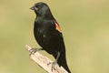 Male Red-winged Blackbird Agelaius phoeniceus Royalty Free Stock Photo