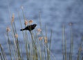 Male red winged blackbird Agelaius phoeniceus Royalty Free Stock Photo