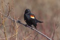 Male red-winged blackbird Agelaius phoeniceus