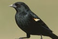 Male Red-winged Blackbird (Agelaius phoeniceus) Royalty Free Stock Photo