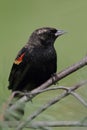 Male Red-winged Blackbird Agelaius phoeniceus Royalty Free Stock Photo