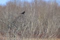 Male Red-winged Blackbird (Agelaius phoeniceus) perched on bare tree along hiking trail at Tiny Marsh Royalty Free Stock Photo