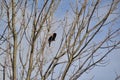 Male Red-winged Blackbird (Agelaius phoeniceus) perched in bare tree Royalty Free Stock Photo