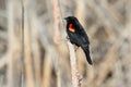Male Red-winged Blackbird Royalty Free Stock Photo