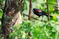 Male Red-winged Blackbird Agelaius phoeniceus perched on a branch with dragonfly in its beak for its baby