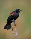 Male Red-winged Blackbird Agelaius phoeniceus perched on a branch