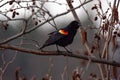 Male Red-winged Blackbird Agelaius phoeniceus perched on a branch singing and looking for a female Royalty Free Stock Photo
