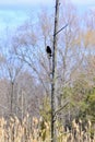 Male Red-winged Blackbird (Agelaius phoeniceus) perched on tree along hiking trail at Bear Creek Royalty Free Stock Photo