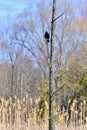 Male Red-winged Blackbird (Agelaius phoeniceus) perched on tree along hiking trail at Bear Creek Royalty Free Stock Photo