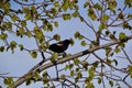 Male Red-winged Blackbird (Agelaius phoeniceus) perched on tree branch Royalty Free Stock Photo