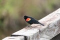 Male red winged blackbird Agelaius phoeniceus perches on a fence Royalty Free Stock Photo