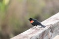 Male red winged blackbird Agelaius phoeniceus perches on a fence