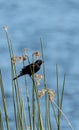 Male red winged blackbird Agelaius phoeniceus Royalty Free Stock Photo