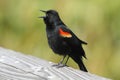 Male Red-winged Blackbird Royalty Free Stock Photo