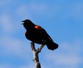 Red Winged Blackbird Or Agelaius Phoeniceus