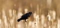 A male red winged blackbird Agelaius phoeniceus Royalty Free Stock Photo