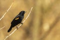 A male red winged blackbird Agelaius phoeniceus Royalty Free Stock Photo