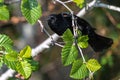 Male Red-winged Blackbird in a Tree Royalty Free Stock Photo