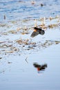 Male Red-winged Blackbird Alelaius phoeniceus flying over a Wisconsin wetland in April Royalty Free Stock Photo