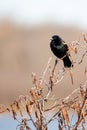 Male Red-winged Blackbird Alelaius phoeniceus perched on a branch in April Royalty Free Stock Photo
