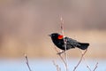 Male Red-winged Blackbird Alelaius phoeniceus perched on a branch in spring Royalty Free Stock Photo