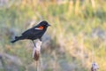 A male Red-winged blackbird Birds, a passerine bird of the family Icteridae found in most of North America and much of Central Royalty Free Stock Photo