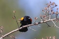 Male Red-winged Blackbird displaying its wing epaulets Royalty Free Stock Photo