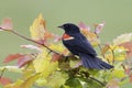 Male Red-winged Blackbird displaying its red and yellow wing epaulettes Royalty Free Stock Photo