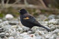 Male Red-winged Blackbird feeding at seaside beach