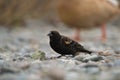 Male Red-winged Blackbird feeding at seaside beach