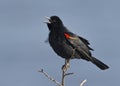 Male Red-winged Blackbird - Florida Royalty Free Stock Photo