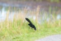 Male Red-winged Blackbird  flying Royalty Free Stock Photo