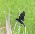 Male Red-winged Blackbird  flying Royalty Free Stock Photo